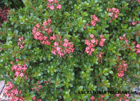 flores de escalonia8